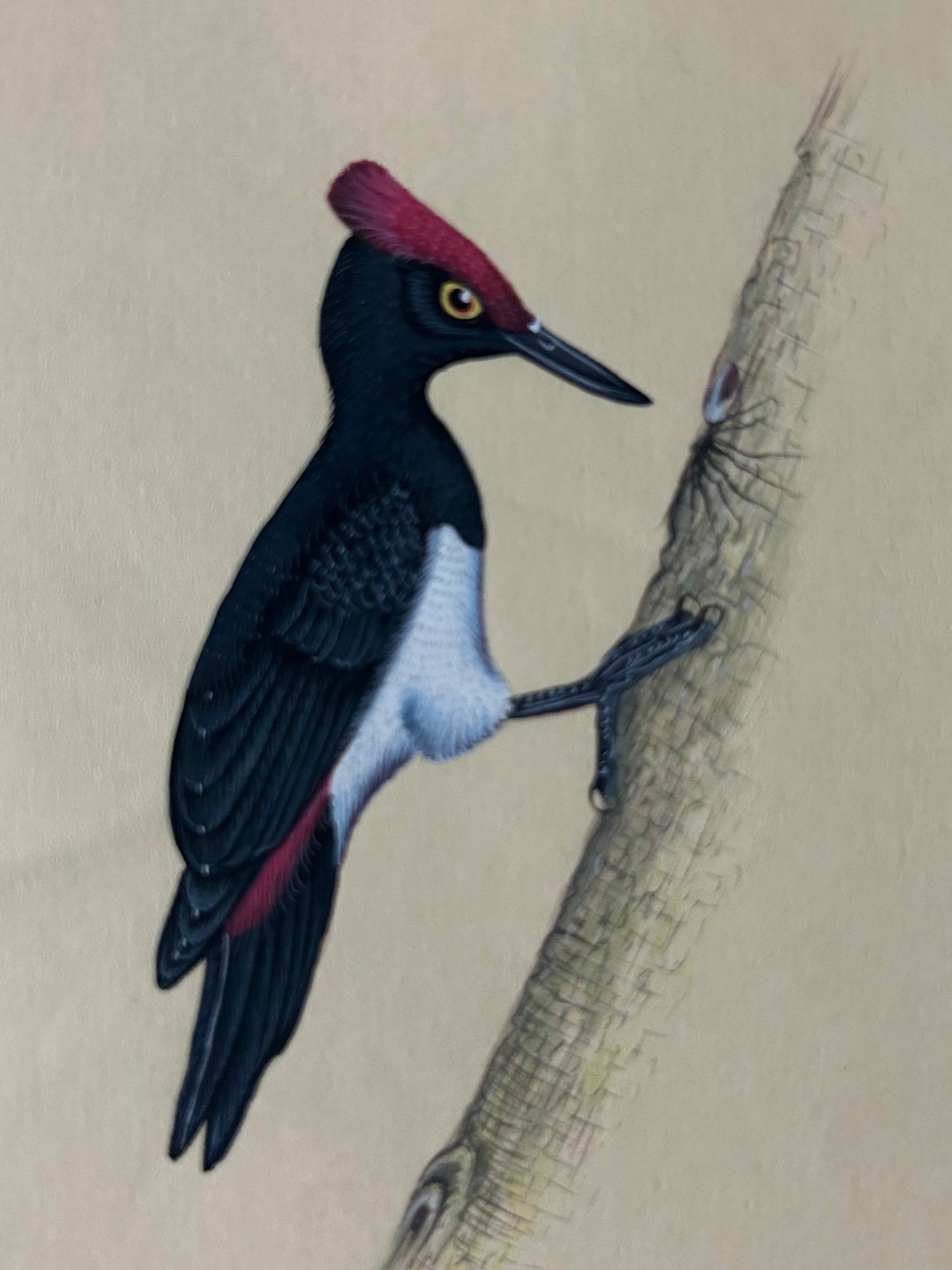 Bird painting