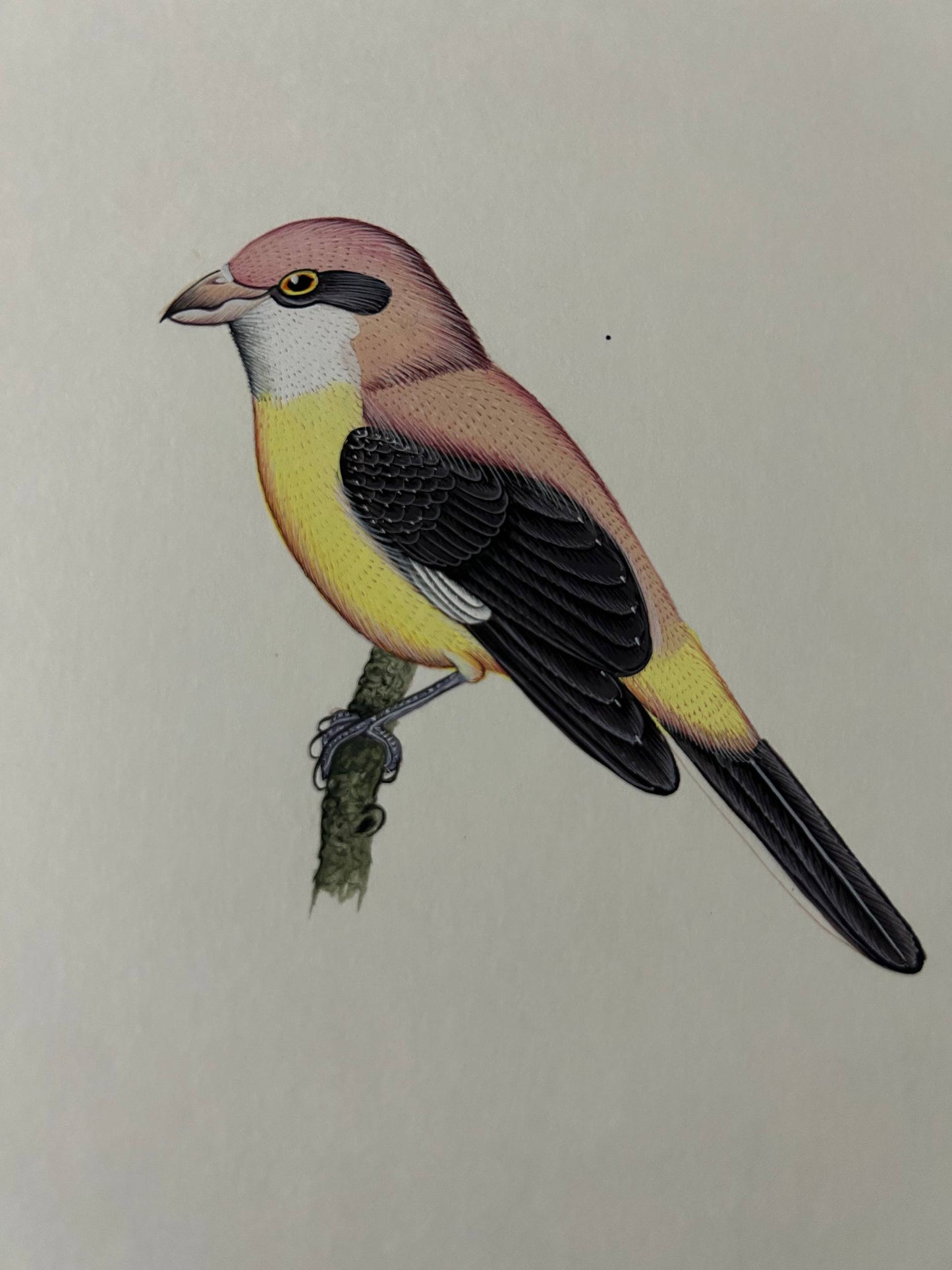 Bird painting