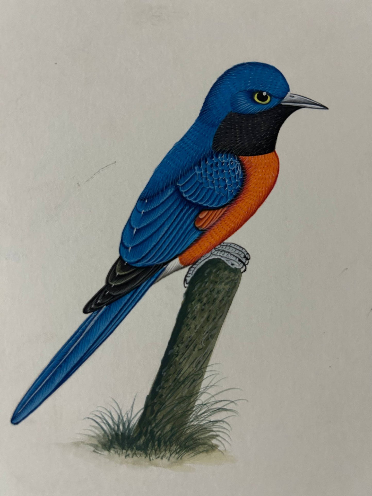 Bird painting