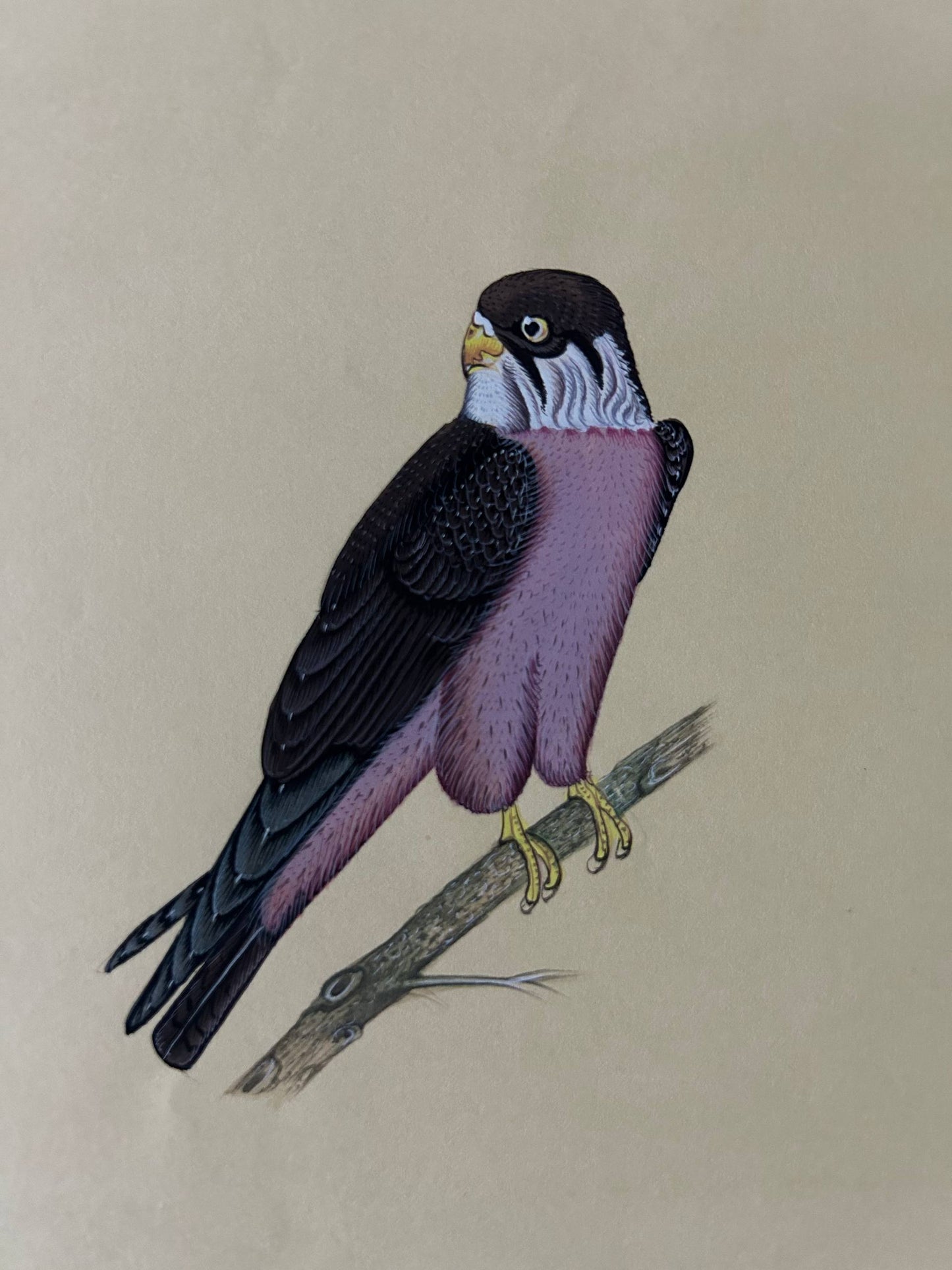 Animal painting