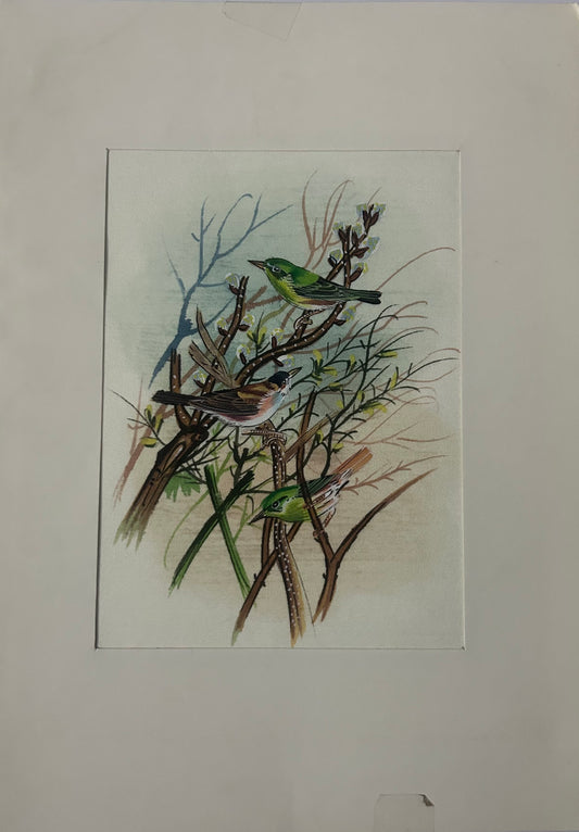 Traditional Indian bird miniature painting