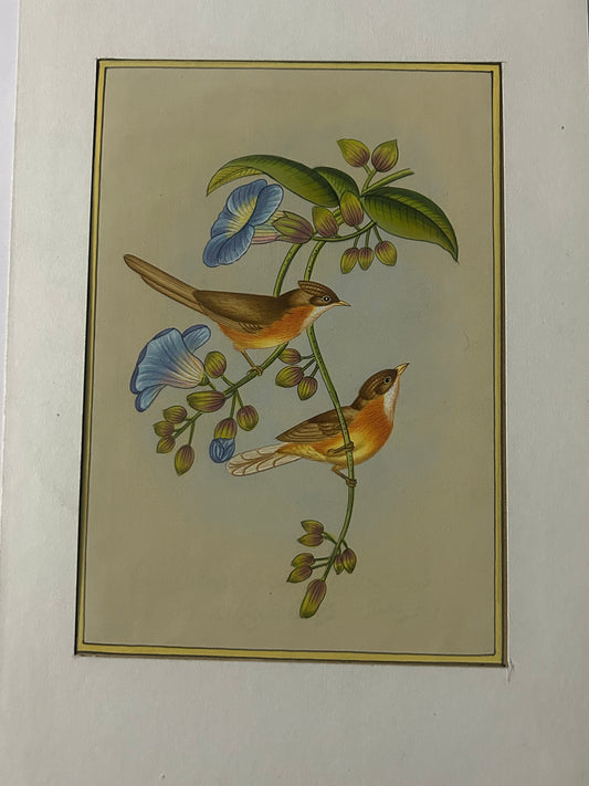 Traditional Indian bird miniature painting