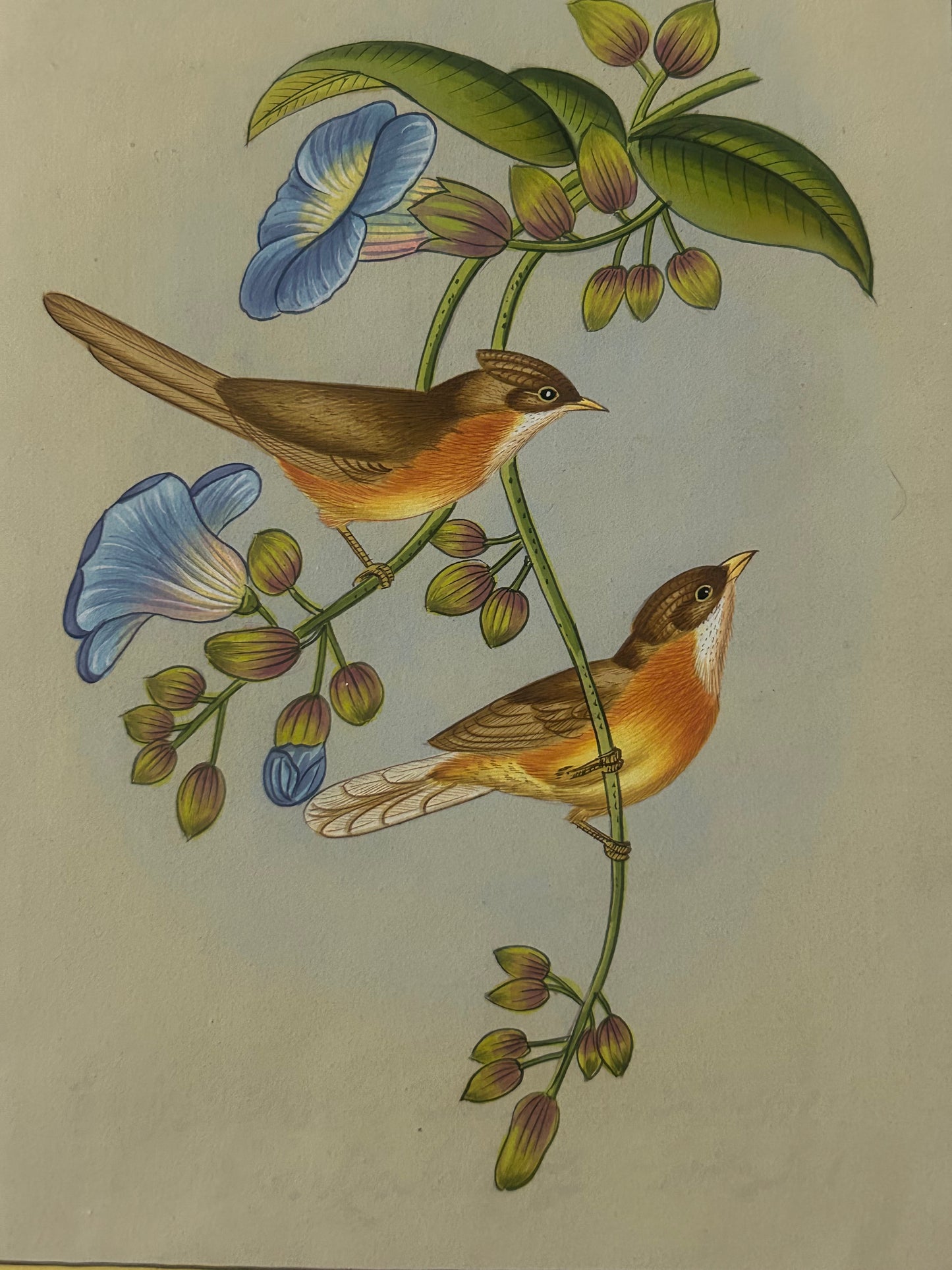 Traditional Indian bird miniature painting