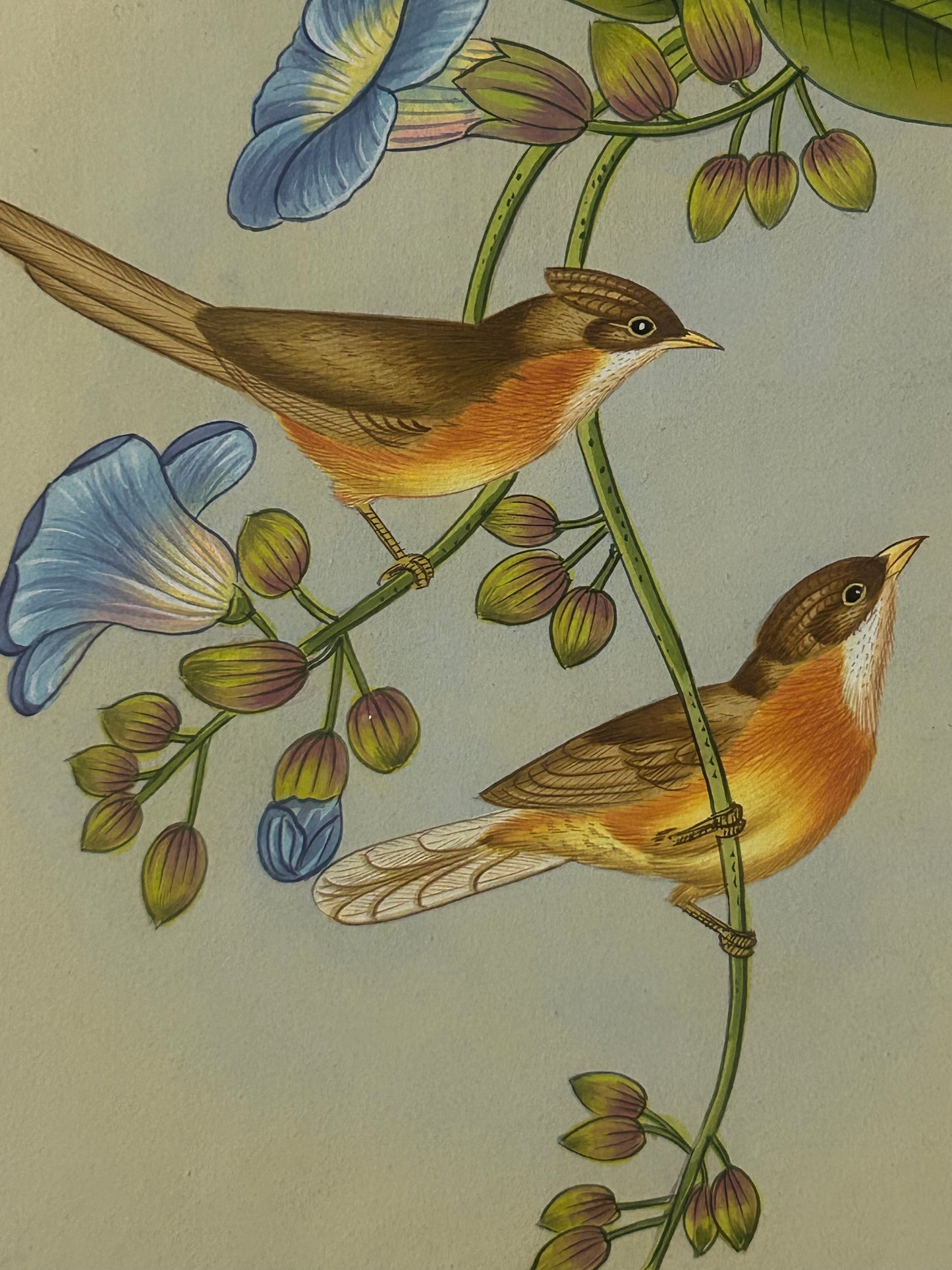 Traditional Indian bird miniature painting
